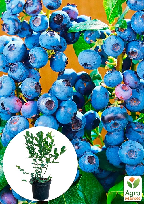 

Голубика (черника садовая) 2 года Блу Риббон (Blue Ribbon) С2 высота 50-60см