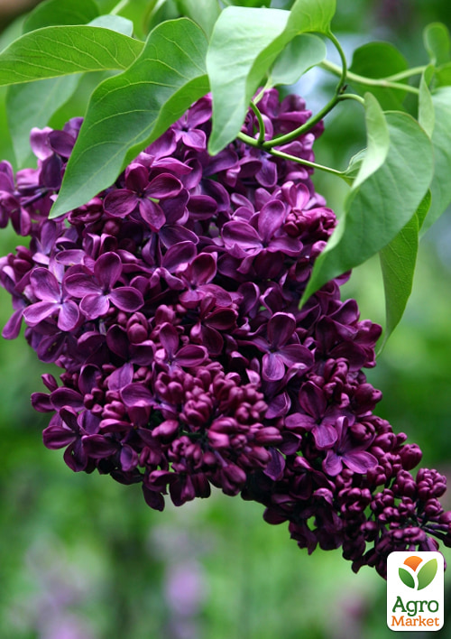 

Бузок темно-фіолетовий Night (Syringa vulgaris Night)