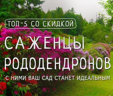 Акция! Топ-5 саженцев рододендронов со скидкой -10% Акция! Топ-5 саженцев рододендронов со скидкой -10%