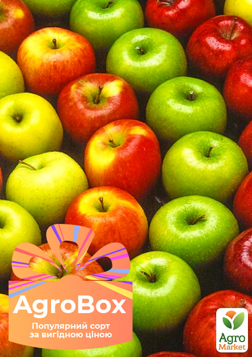 

Эксклюзив! AGROBOX с саженцем сочной яблони