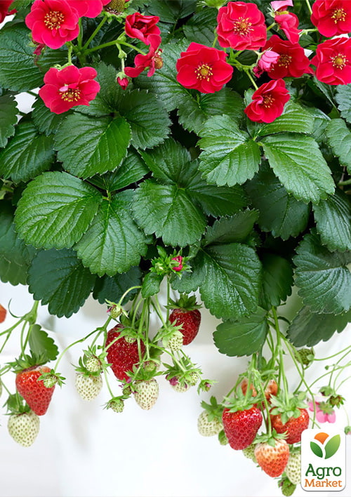 

Клубника Ампельная Махровоцветущая Summer Breeze Rose (ремонтантный ранний сорт)