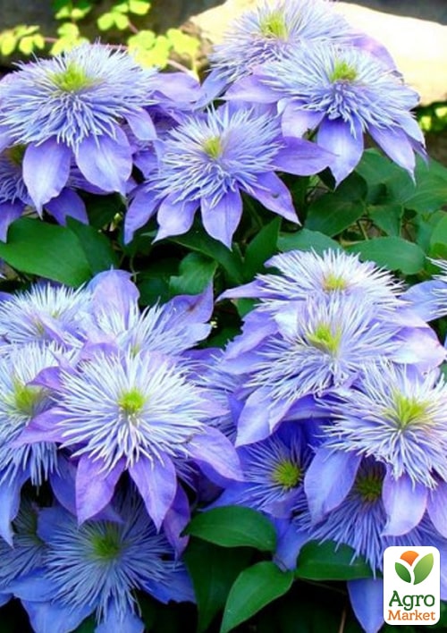 

Ексклюзив! Клематіс Віолетто (Violetto) (великоквітковий сорт)