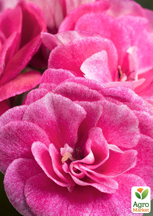 

Пеларгония ампельная махровая Vintage Rose