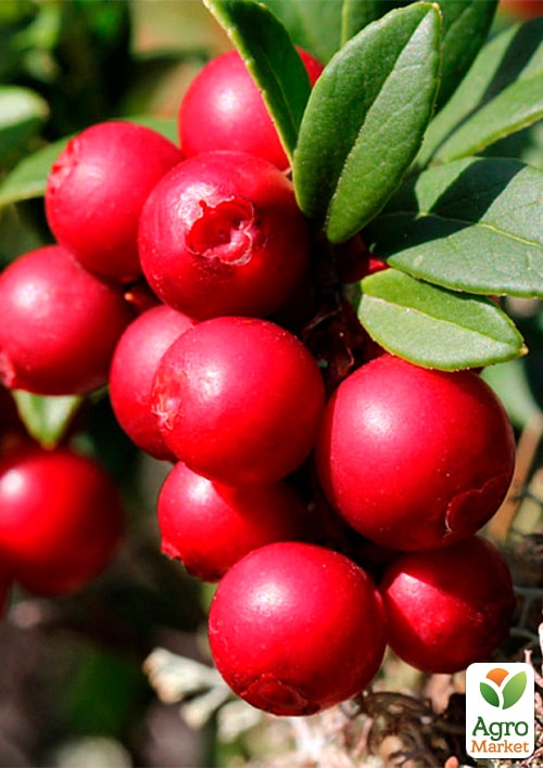 

Брусника Рэд Перл (ранний срок созревания, урожайный сорт)