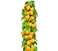 Саджанці колоновидного абрикоса