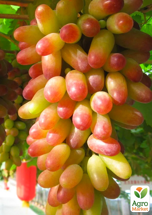 

Виноград Манікюр Фінгер (гармонійний смак, щільна хрустка м'якоть, японська селекція)