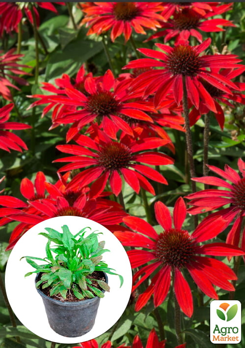 

Эхинацея 2-х летняя Fountain Red вазон С1.5