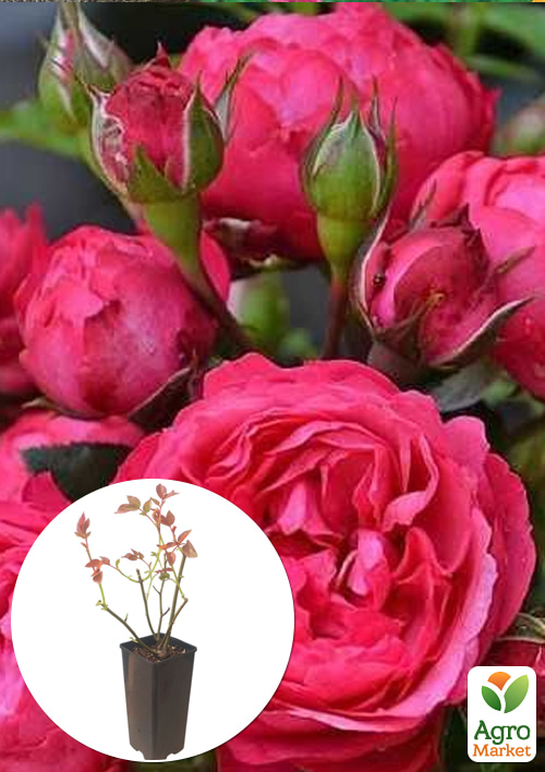 

Роза английская King Arthur в контейнере, высший сорт