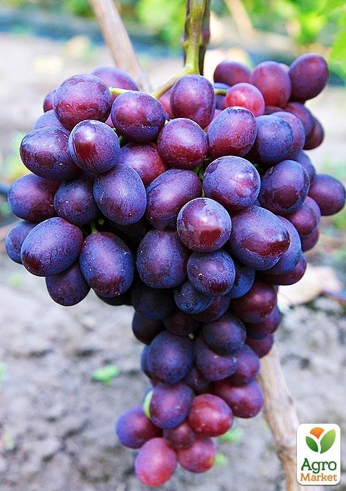 

Виноград Пам'яті Вчителя (надранній термін дозрівання, ягоди не тріскаються і дуже великі)