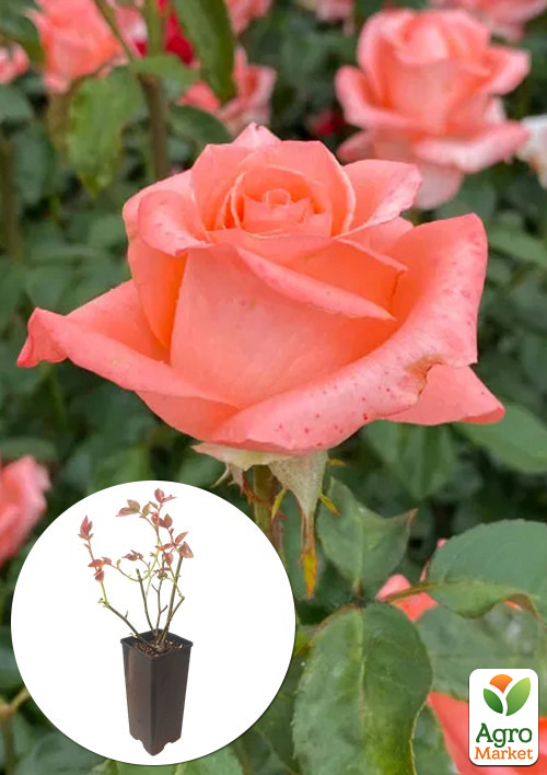 

Троянда чайно-гібридна Nobilis у контейнері, вищий сорт