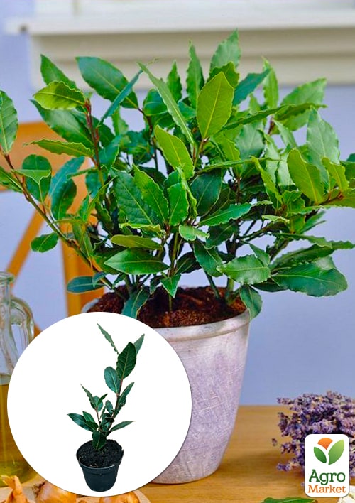 

LMTD Лавр вічнозелений Laurus Nobilis (20-30см)