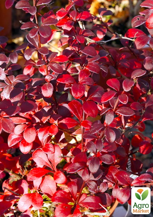 

Барбарис Тунберга Dart´s Red Lady (контейнер Р9)