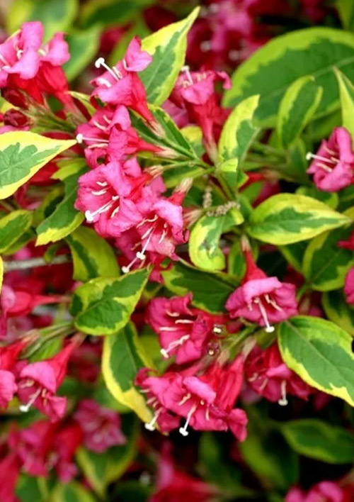 

Вейгела Brigella (Строкалиста)