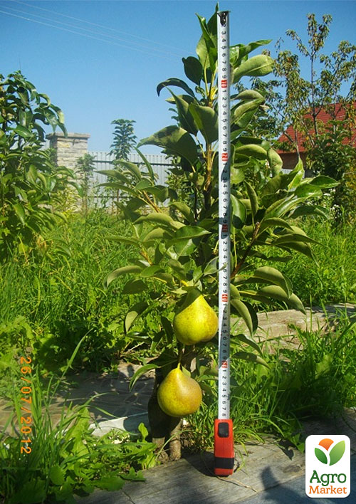 

Колоновидна груша Г-322 (літній сорт)