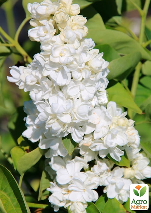 

Бузок інвітро Принцеса Клементина (Syringa vulgaris Princesse Clementine) вазон С1,5