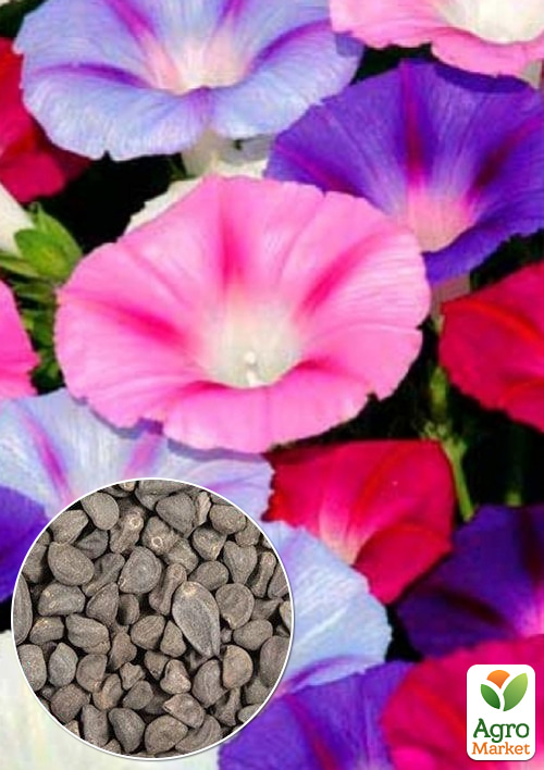 

На вагу Іпомея Самба ТМ Весна ціна за 2г