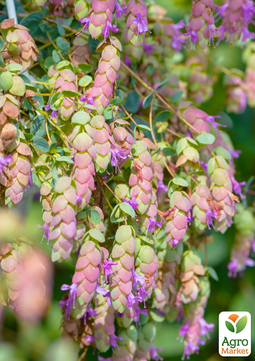

Материнка ампельна (орегано) Amethyst Falls