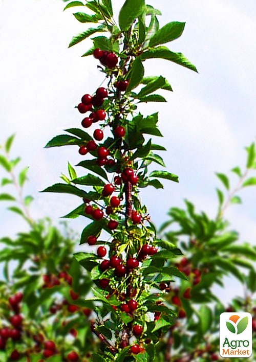 

Ексклюзив! Вишня колоновидна блискуча темно-червона Шоколадний мус (Chocolate mousse) (преміальний супер ранній сорт)