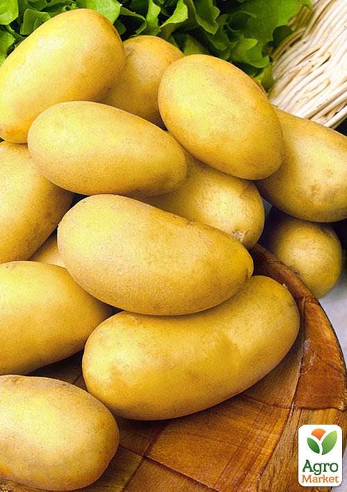 Картопля "Челенджер" насіннєва середньостигла (1 репродукція) 1кг