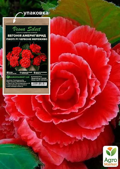 

Бегонія Амерігібрид пікоті F1 Червоне мережево ТМ Vesna Select 5шт