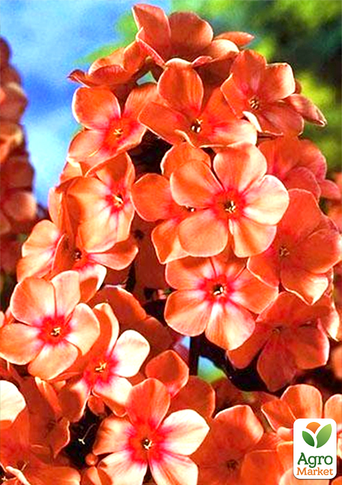 

Флокс многолетний Orange Perfection 1шт в упаковке