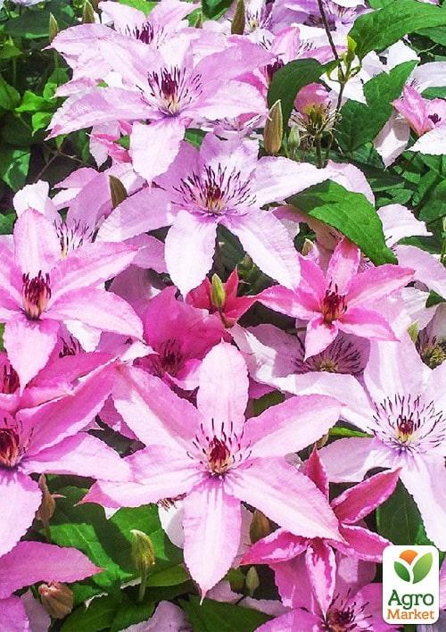 

Клематис 3-х летний "Hagley Hybride" С2