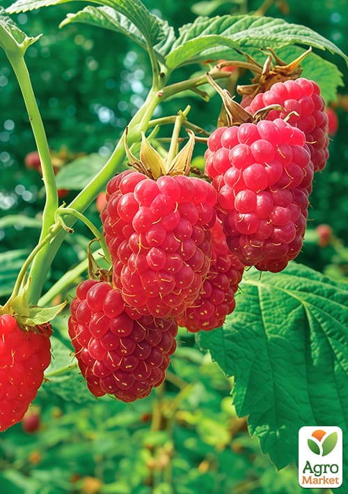 

LMTD Малина Heritage (сортовая, укорененная)