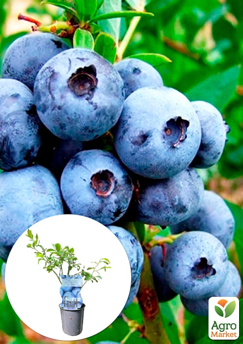 

LMTD Лохина Berkley (сортова, укорінена) висота 50-70см