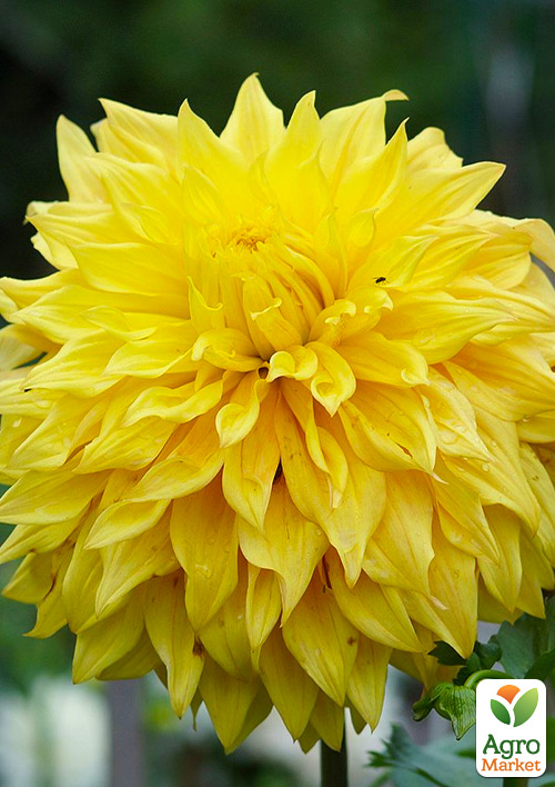 

Георгина Bilbao (гигантский цветок)