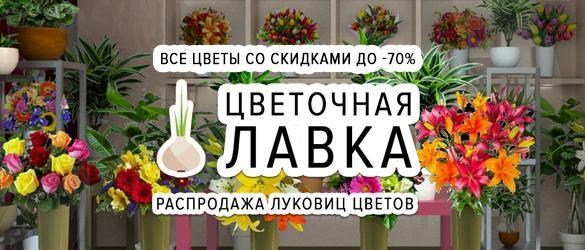 Цветочная лавка: 2185 сортов голландских луковиц со скидками до -70% Цветочная лавка: 2185 сортов голландских луковиц со скидками до -70%