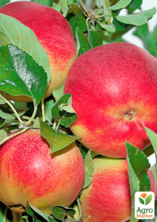 

Яблоня Гарант (зимний сорт, поздний срок созревания)