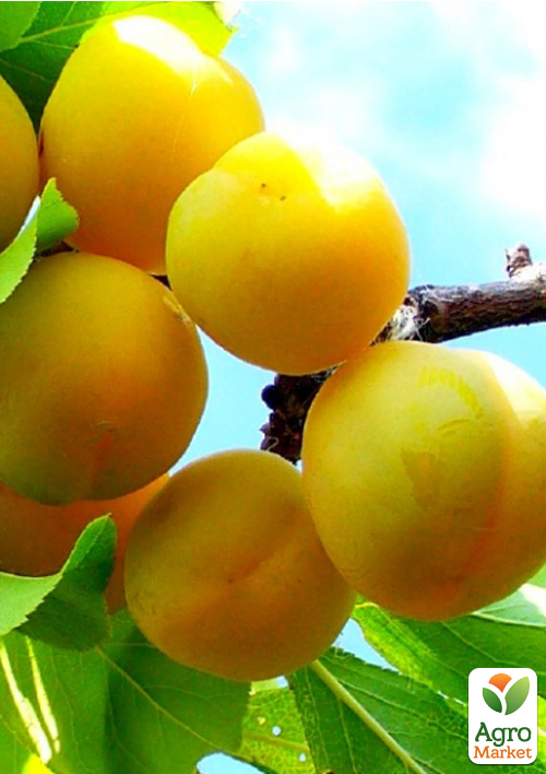 

Слива Памяти Вавилова (осенний сорт, поздний срок созревания)