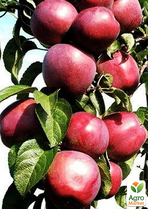 

Яблуня колоноподібна Декстер (осінній сорт, плоди транспортабельні)