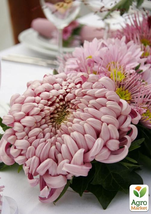 

Хризантема "Salambo Rose" (низкорослая крупноцветковая)