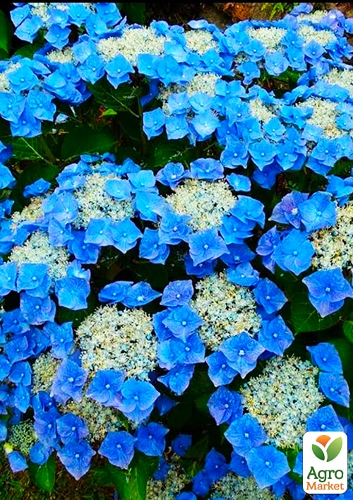 

Гортензія Blauer Teller