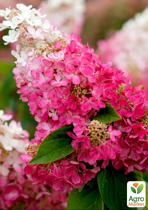 

Гортензія волотиста Pinky Winky вазон Р9