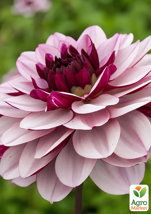 

Георгина Creme de Cassis