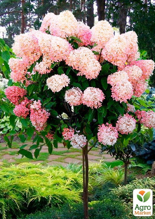 

Гортензия метельчатая на штамбе Living-Raspberry Pinky высота 70-100см