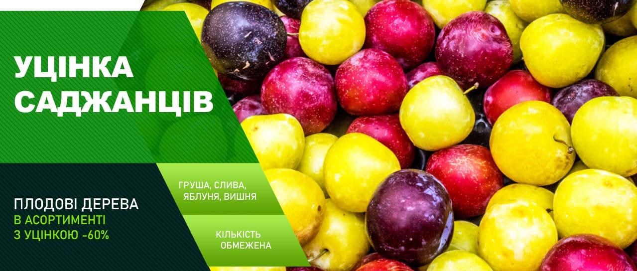 Акція! Уцінка плодових саджанців Акція! Уцінка плодових саджанців