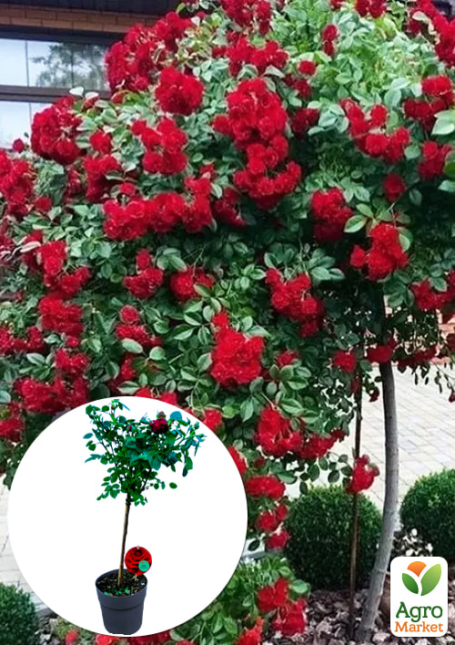 

LMTD Роза на штамбе цветущая 3-х летняя Royal Red (укорененный саженец в горшке, высота50-80см)