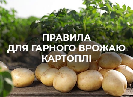 Вирощування і правильний догляд за картоплею