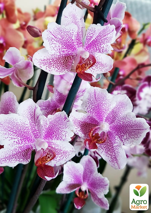 Орхидея (Phalaenopsis) "Amsterdam" высота 60-70см 1 саженец в упаковке