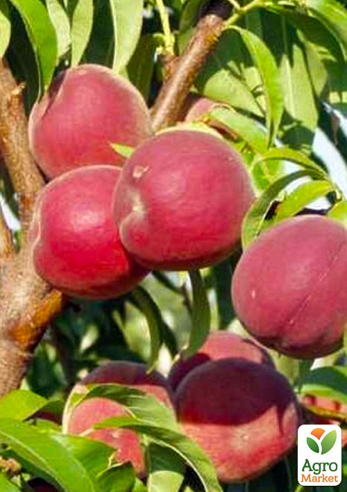 

Эксклюзив! Гибрид слива-персик Инка