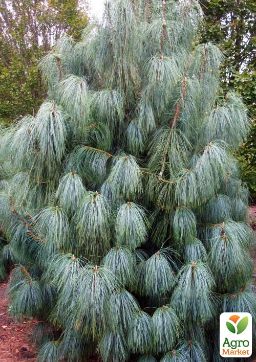 

Сосна Гималайская Griffithii ( горшок P9)