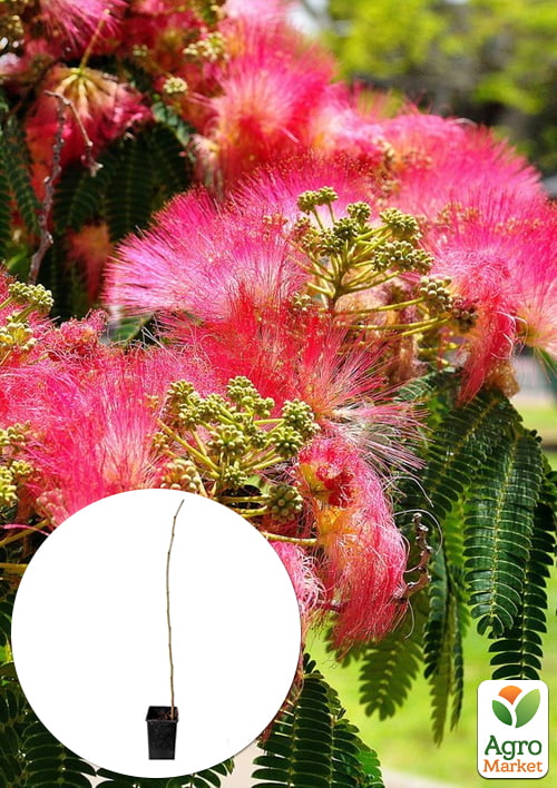 

Альбіція 2-річна ленкоранська «Fan Silk Flame» (красиво квітуча, дуже ароматна) висота 70-100см