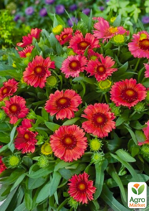 

Гайлардія багаторічна великоквіткова Guapa Red (вазон Р9)