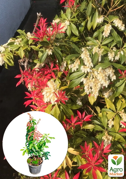 

Пиерис японский 2-х летний Mountain Fire вазон С1.5