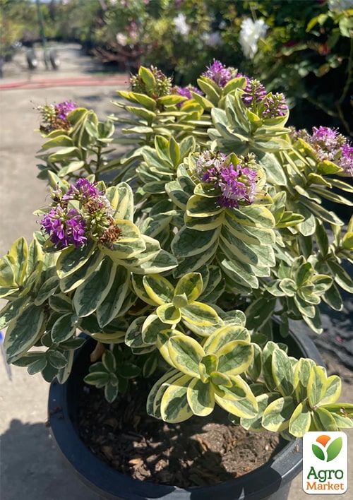 

LMTD Хебе Variegata висота 20-25см