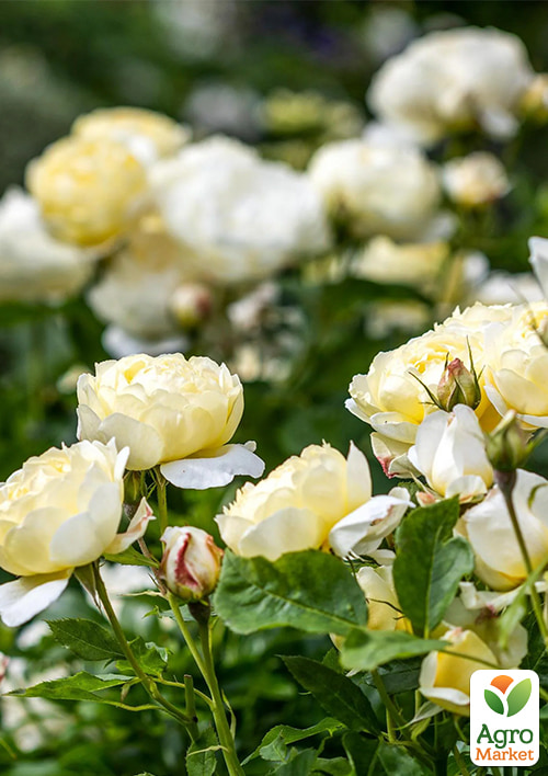 

Англійська троянда Vanessa Bell (саджанець класу АА+) вищого сорту