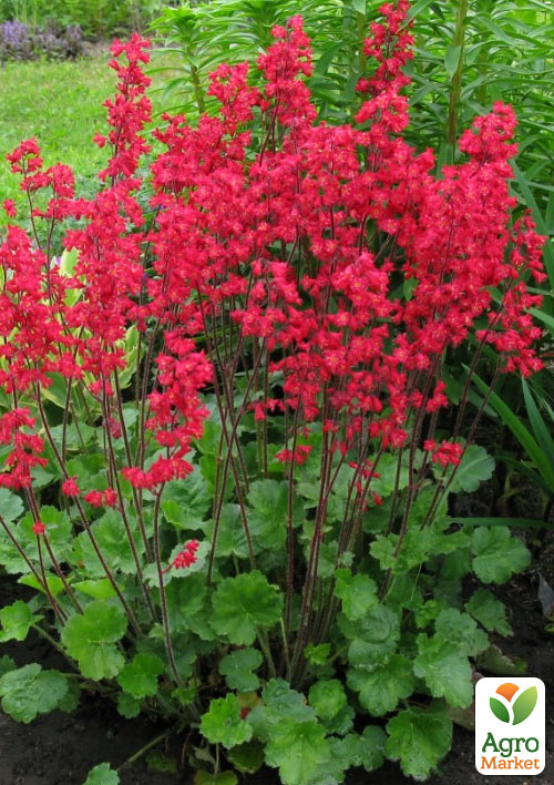 

Гейхера (Heuchera) Splendens (С1, высота 15-30см)